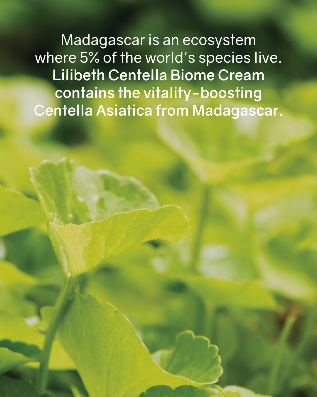 Lilibeth Centella Biome Cream