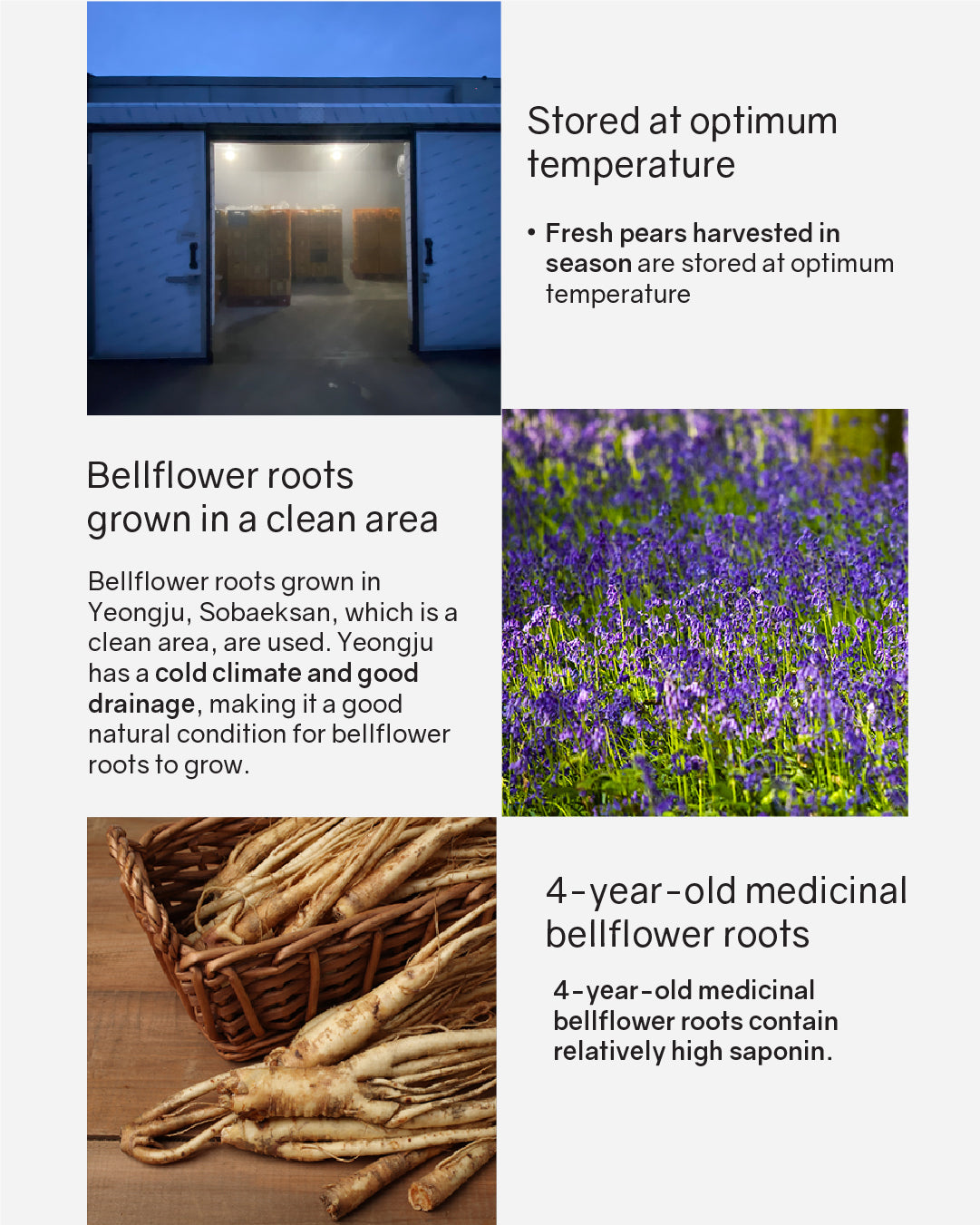 Cheongsum Fermented Pear & Bellflower Root Concentrate