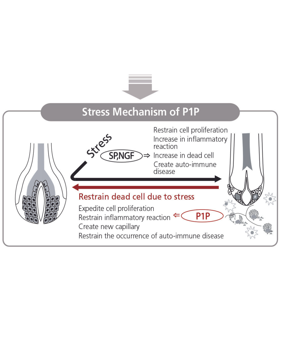 Phytopecia+ Hair Boosting Series