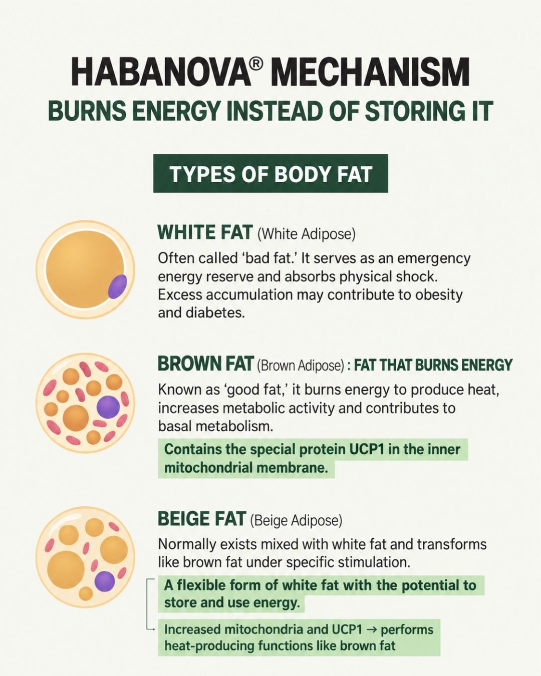 [PROMO] Lavien Perfect Habanova Hot Burning Balance
